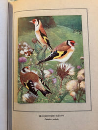 NOS OISEAUX