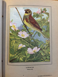 NOS OISEAUX
