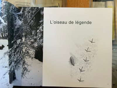 LES AMOURS SECRÈTES DU GRAND TÉTRAS