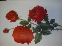 La noblesse de la rose