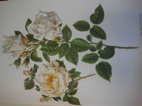 La noblesse de la rose