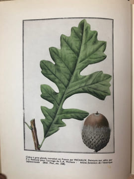 Les botanistes français en Amérique du Nord avant 1850. Colloques internationaux du centre national de la recherche scientifique n° 63