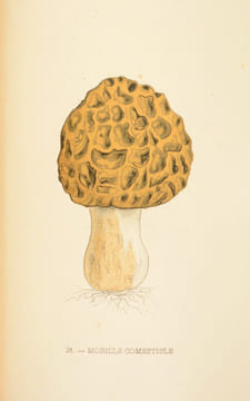 LES CHAMPIGNONS SUPÉRIEURS DU TARN. Avec 32 planches coloriées. . BEL (Jules).