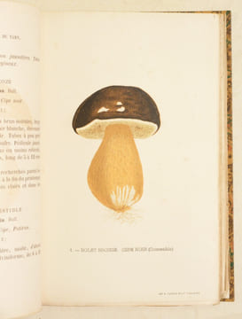 LES CHAMPIGNONS SUPÉRIEURS DU TARN. Avec 32 planches coloriées. . BEL (Jules).