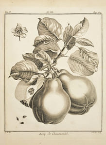TRAITÉ DES ARBRES FRUITIERS, contenant leur figure, leur description, leur culture, [etc.]. [2 volumes].