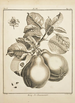 TRAITÉ DES ARBRES FRUITIERS, contenant leur figure, leur description, leur culture, [etc.]. [2 volumes].. DUHAMEL DU MONCEAU (Henri-Louis). 