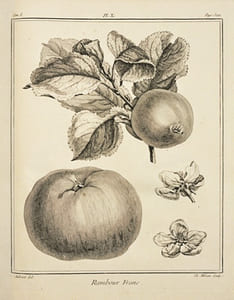 TRAITÉ DES ARBRES FRUITIERS, contenant leur figure, leur description, leur culture, [etc.]. [2 volumes].