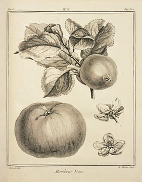 TRAITÉ DES ARBRES FRUITIERS, contenant leur figure, leur description, leur culture, [etc.]. [2 volumes].. DUHAMEL DU MONCEAU (Henri-Louis). 