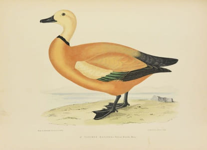 LES OISEAUX GIBIER. Chasse - Moeurs - Acclimatation.