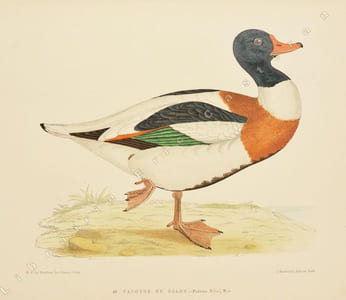LES OISEAUX GIBIER. Chasse - Moeurs - Acclimatation.