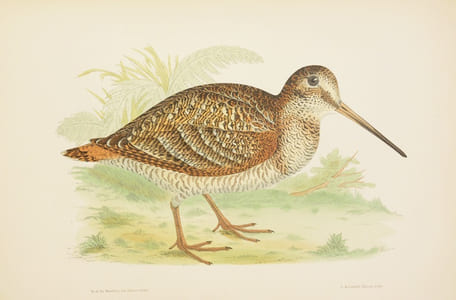 LES OISEAUX GIBIER. Chasse - Moeurs - Acclimatation.