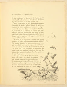 EN CHASSANT DES LANDES AUX PYRÉNÉES. Illustrations de J. Oberthür.
