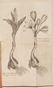 OBSERVATIONS SUR L'USAGE INTERNE DU COLCHIQUE D'AUTOMNE, du sublimé corrosif, de la feuille d'oranger, du vinaigre distillé, etc. [Suivi de :] OBSERVATIONS DE MONSIEUR LOCHER, sur les maladies vénériennes, l'épilepsie, la folie ; & sur l'usage interne & externe de la Ciguë.  par STÖRCK (Anton von) - LOCHER - HAEN (de) - RAZOUX - VIDEMAR. - Image 4