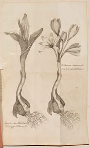 OBSERVATIONS SUR L'USAGE INTERNE DU COLCHIQUE D'AUTOMNE, du sublimé corrosif, de la feuille d'oranger, du vinaigre distillé, etc. [Suivi de :] OBSERVATIONS DE MONSIEUR LOCHER, sur les maladies vénériennes, l'épilepsie, la folie ; & sur l'usage interne & externe de la Ciguë. 