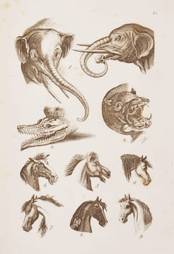 LA PHYSIOGNOMONIE, ou L'Art de connaître les hommes d'après les traits de leur physionomie, leurs rapports avec les divers animaux, leurs penchans ...