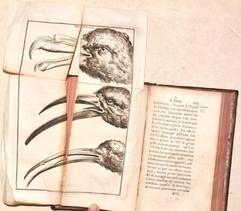 NOUVEAU VOYAGE FAIT AU PÉROU. Auquel on a joint une Description des anciennes Mines d'Espagne, traduit de l'Espagnol d'Alonso-Carillo-Lazo.