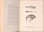 LA REVANCHE DE LA BANQUISE. Un été de dérive dans la mer de Kara. Juin-septembre 1907. par ORLÉANS (Duc d'). - Image 5
