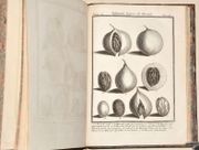 VOYAGE À LA NOUVELLE-GUINÉE, dans lequel on trouve la description des Lieux, des Observations physiques & morales, & des détails relatifs à l'Histoire Naturelle dans le Regne Animal & le Regne Végétal.  par SONNERAT (Pierre).  - Image 10