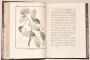 VOYAGE À LA NOUVELLE-GUINÉE, dans lequel on trouve la description des Lieux, des Observations physiques & morales, & des détails relatifs à l'Histoire Naturelle dans le Regne Animal & le Regne Végétal.  par SONNERAT (Pierre).  - Image 6