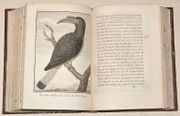 VOYAGE À LA NOUVELLE-GUINÉE, dans lequel on trouve la description des Lieux, des Observations physiques & morales, & des détails relatifs à l'Histoire Naturelle dans le Regne Animal & le Regne Végétal.  par SONNERAT (Pierre).  - Image 7