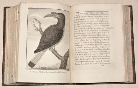 VOYAGE À LA NOUVELLE-GUINÉE, dans lequel on trouve la description des Lieux, des Observations physiques & morales, & des détails relatifs à l'Histoire ...