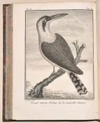 VOYAGE À LA NOUVELLE-GUINÉE, dans lequel on trouve la description des Lieux, des Observations physiques & morales, & des détails relatifs à l'Histoire Naturelle dans le Regne Animal & le Regne Végétal.  par SONNERAT (Pierre).  - Image 8