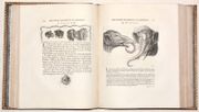 ESSAI SUR LA PHYSIOGNOMONIE, destiné à faire Connoître l'Homme & à le faire Aimer. [4 volumes]. par LAVATER (Johann Kaspar). - Image 10
