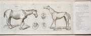 GUIDE DU MARÉCHAL, ouvrage contenant une Connoissance exacte du Cheval, & la manière de distinguer & de guérir ses Maladies. Ensemble un Traité de la ferrure qui lui est convenable. par LAFOSSE (Philippe-Etienne). - Image 6