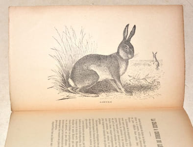 CHASSE À COURRE DU LIÈVRE.