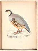 LE GIBIER À PLUME. LES OISEAUX DE CHASSE. Description. Moeurs - Acclimatation - Chasse. par CHERVILLE (Gaspard-Georges-Pescow, marquis  de). - Image 3