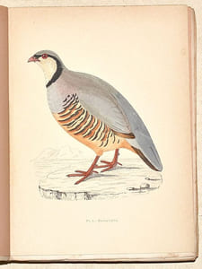 LE GIBIER À PLUME. LES OISEAUX DE CHASSE. Description. Moeurs - Acclimatation - Chasse.