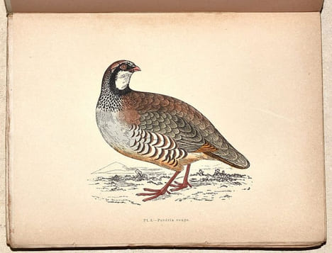 LE GIBIER À PLUME. LES OISEAUX DE CHASSE. Description. Moeurs - Acclimatation - Chasse.. CHERVILLE (Gaspard-Georges-Pescow, marquis de).