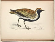 LE GIBIER À PLUME. LES OISEAUX DE CHASSE. Description. Moeurs - Acclimatation - Chasse. par CHERVILLE (Gaspard-Georges-Pescow, marquis  de). - Image 5