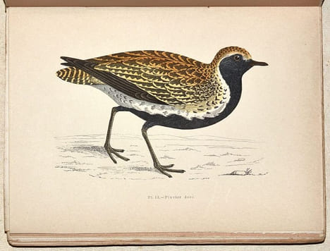 LE GIBIER À PLUME. LES OISEAUX DE CHASSE. Description. Moeurs - Acclimatation - Chasse.. CHERVILLE (Gaspard-Georges-Pescow, marquis de).