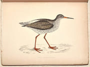 LE GIBIER À PLUME. LES OISEAUX DE CHASSE. Description. Moeurs - Acclimatation - Chasse. par CHERVILLE (Gaspard-Georges-Pescow, marquis  de). - Image 6