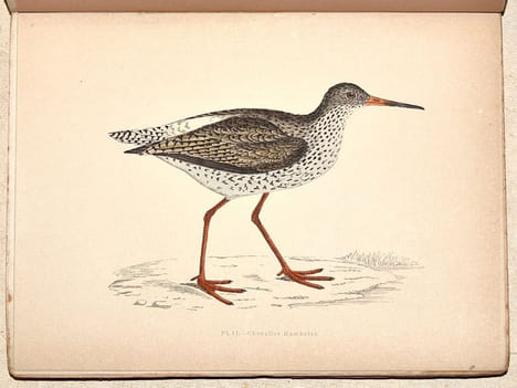 LE GIBIER À PLUME. LES OISEAUX DE CHASSE. Description. Moeurs - Acclimatation - Chasse.. CHERVILLE (Gaspard-Georges-Pescow, marquis de).