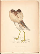 LE GIBIER À PLUME. LES OISEAUX DE CHASSE. Description. Moeurs - Acclimatation - Chasse. par CHERVILLE (Gaspard-Georges-Pescow, marquis  de). - Image 7