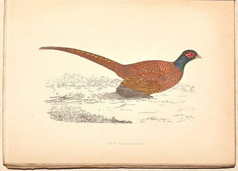 LE GIBIER À PLUME. LES OISEAUX DE CHASSE. Description. Moeurs - Acclimatation - Chasse.. CHERVILLE (Gaspard-Georges-Pescow, marquis de).