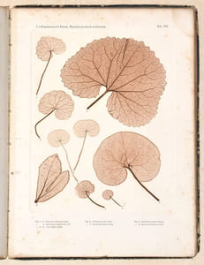 DIE WISSENSCHAFTLICHE ANWENDUNG DES NATURSELBSTDRUCKES zur graphischen Darstellung von Pflanzen : mit besonderer Berücksichtigung der Nervationsverhältnisse in den Flächenorganen.