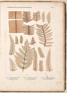 DIE WISSENSCHAFTLICHE ANWENDUNG DES NATURSELBSTDRUCKES zur graphischen Darstellung von Pflanzen : mit besonderer Berücksichtigung der Nervationsverhältnisse in den Flächenorganen.