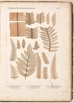 DIE WISSENSCHAFTLICHE ANWENDUNG DES NATURSELBSTDRUCKES zur graphischen Darstellung von Pflanzen : mit besonderer Berücksichtigung der ...