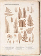 DIE WISSENSCHAFTLICHE ANWENDUNG DES NATURSELBSTDRUCKES zur graphischen Darstellung von Pflanzen : mit besonderer Berücksichtigung der Nervationsverhältnisse in den Flächenorganen. par ETTINGSHAUSEN (Dr. Constantin von) - POKORNY (Dr. Alois). - Image 4