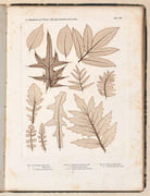 DIE WISSENSCHAFTLICHE ANWENDUNG DES NATURSELBSTDRUCKES zur graphischen Darstellung von Pflanzen : mit besonderer Berücksichtigung der Nervationsverhältnisse in den Flächenorganen. par ETTINGSHAUSEN (Dr. Constantin von) - POKORNY (Dr. Alois). - Image 6