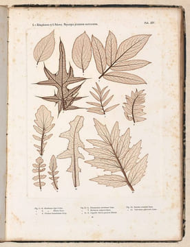 DIE WISSENSCHAFTLICHE ANWENDUNG DES NATURSELBSTDRUCKES zur graphischen Darstellung von Pflanzen : mit besonderer Berücksichtigung der ...