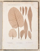 DIE WISSENSCHAFTLICHE ANWENDUNG DES NATURSELBSTDRUCKES zur graphischen Darstellung von Pflanzen : mit besonderer Berücksichtigung der Nervationsverhältnisse in den Flächenorganen. par ETTINGSHAUSEN (Dr. Constantin von) - POKORNY (Dr. Alois). - Image 7