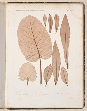 DIE WISSENSCHAFTLICHE ANWENDUNG DES NATURSELBSTDRUCKES zur graphischen Darstellung von Pflanzen : mit besonderer Berücksichtigung der ...