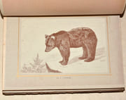 LE GIBIER POIL. LES QUADRUPÈDES DE LA CHASSE. Description. Moeurs - Acclimatation - Chasse. par CHERVILLE (Gaspard-Georges-Pescow, marquis  de). - Image 6