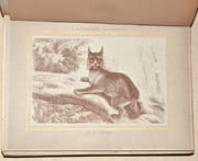 LE GIBIER POIL. LES QUADRUPÈDES DE LA CHASSE. Description. Moeurs - Acclimatation - Chasse. par CHERVILLE (Gaspard-Georges-Pescow, marquis  de). - Image 7