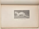 LE FURET. &Eacute;levage, hygi&egrave;ne, emploi et m&eacute;decine.. M&Eacute;GNIN (Pierre).