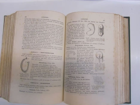 Manuel de CONCHYLIOLOGIE et de Paléontologie Conchyliologique, ou Histoire Naturelle des mollusques vivants et fossiles, suivi d'un Appendice sur les ...